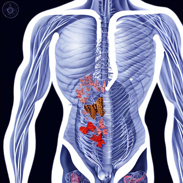 Illustrated diagram of human torso with transparent skin, showcasing ribcage, spine, and internal organs