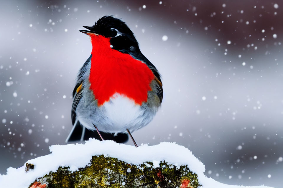 Red and Black Bird on Snow-Covered Surface in Snowfall