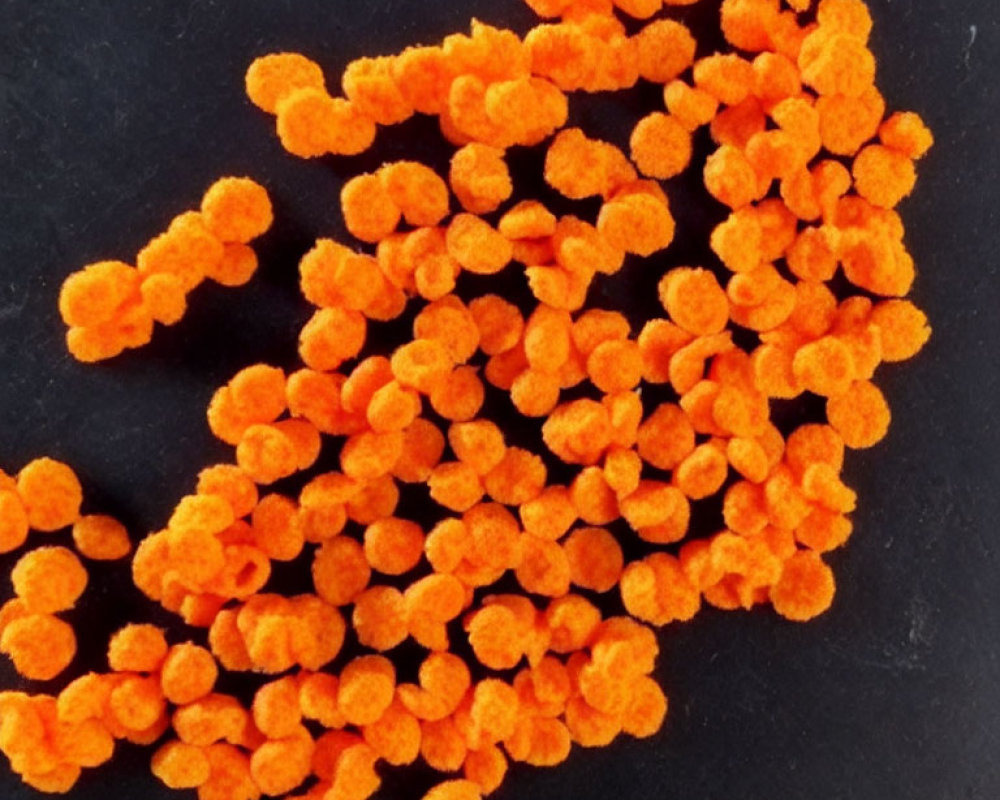 Vibrant orange spherical clusters on black background - resembling microscopic organisms.