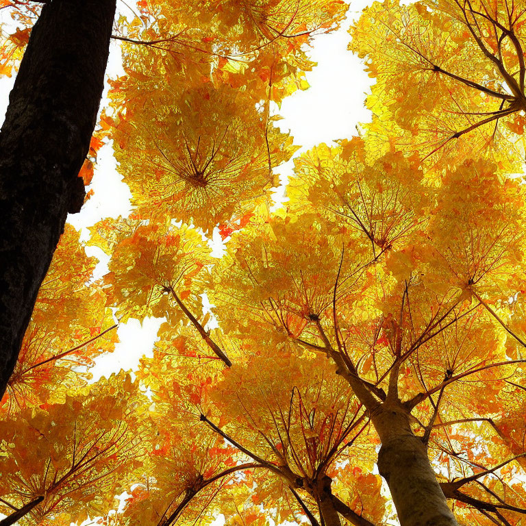 Autumn forest scene with golden-yellow leaf canopy and sunlight filtering through.