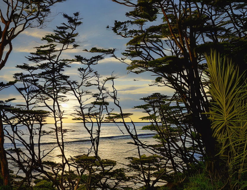 Tranquil sunset scene with silhouetted trees and calm sea