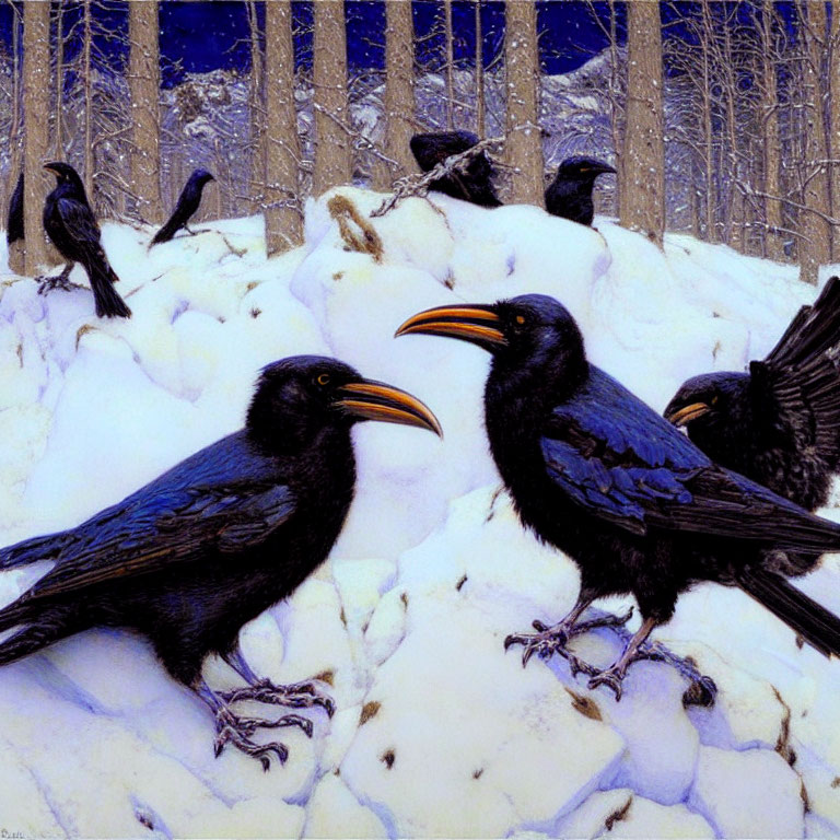 Black ravens with prominent beaks on snow-covered ground, birch forest backdrop