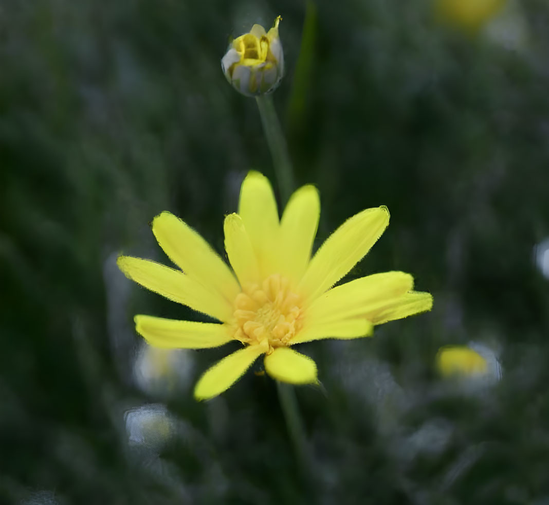 Bright Yellow Flower with Elongated Petals on Soft Green Background