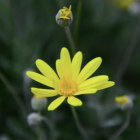 Bright Yellow Flower with Elongated Petals on Soft Green Background