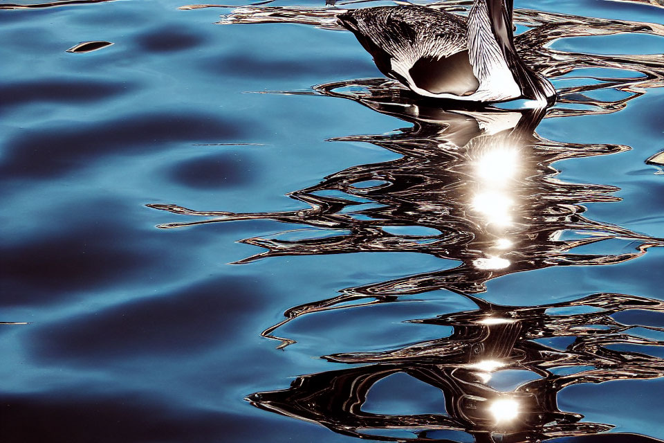 Duck swimming in water with reflection and abstract ripples