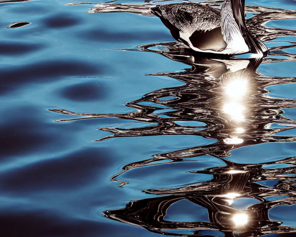 Duck swimming in water with reflection and abstract ripples