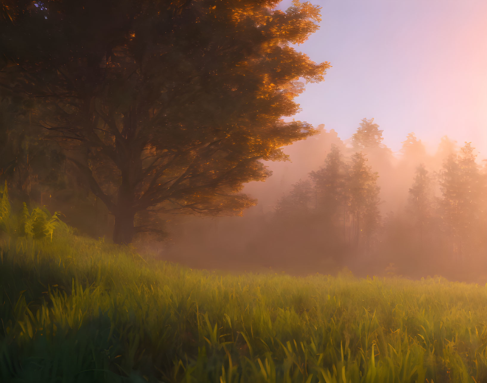 Sunlight piercing through fog in forest highlights large tree and green meadow