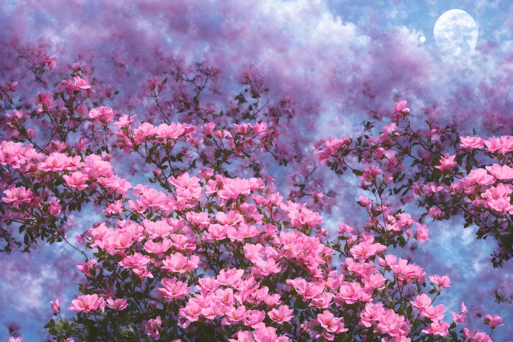 Pink Blossoms Branches Dreamy Blue Sky Moon Clouds