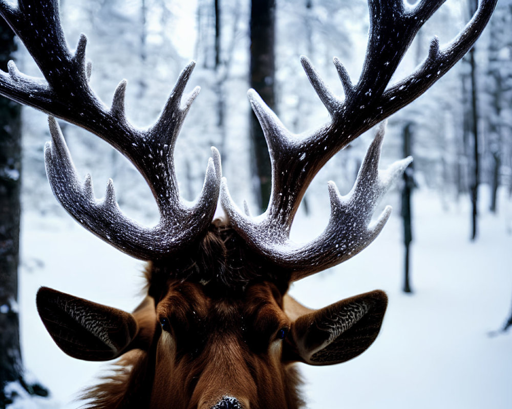 Majestic elk antlers covered in snow in snowy forest.