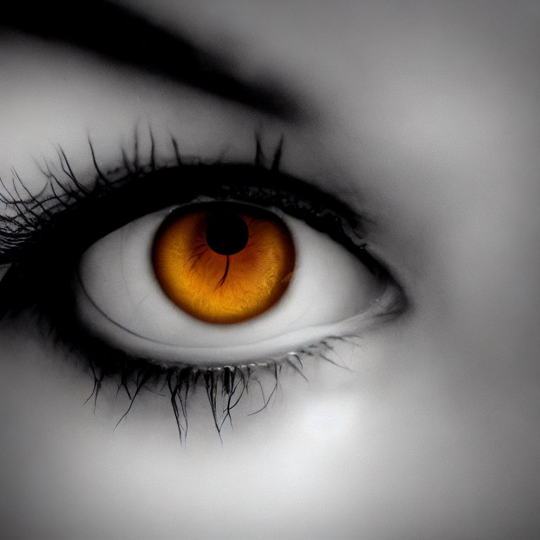 Detailed close-up of human eye with orange iris and dark lashes in black and white contrast.