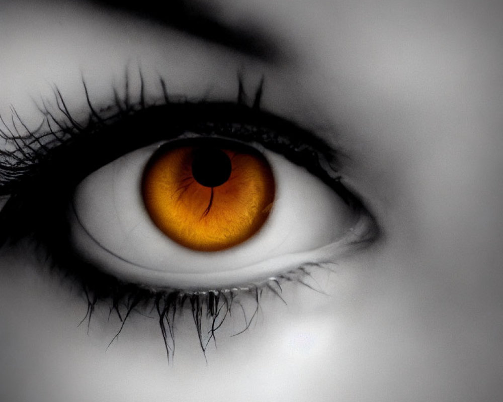 Detailed close-up of human eye with orange iris and dark lashes in black and white contrast.