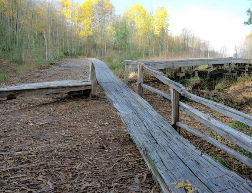 Wooden Boardwalk Through Forest with Aspen Trees in Early Autumn