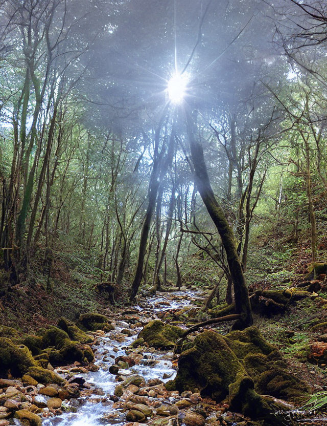 Sunbeam illuminates lush forest with rocky stream