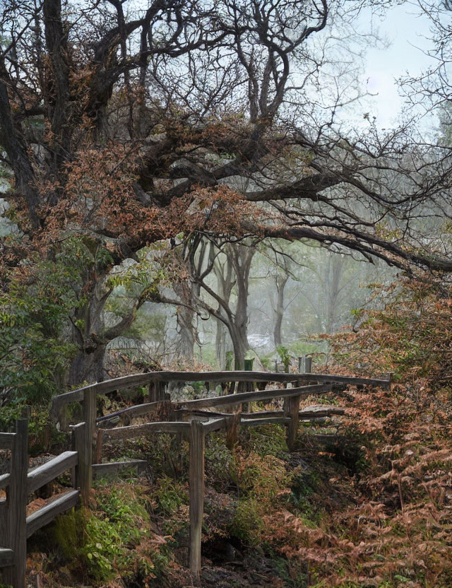 Misty Forest Scene: Wooden Footbridge, Twisting Trees, Brown Ferns