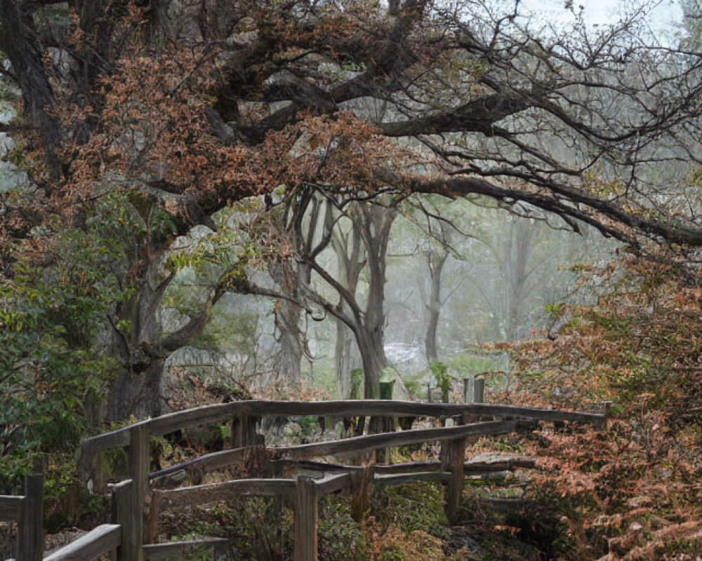 Misty Forest Scene: Wooden Footbridge, Twisting Trees, Brown Ferns