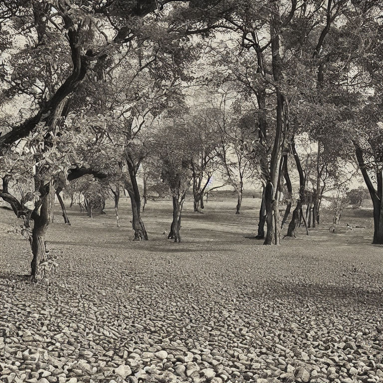 Monochrome image of pebble pathway through tree grove