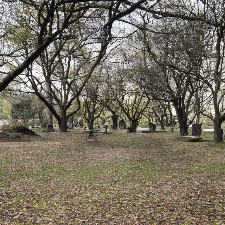 Bare trees, wooden benches, fallen leaves in tranquil park