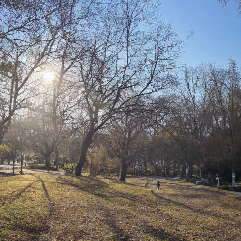 Tranquil park scene with bare trees, long shadows, sun rays, person, and dog.