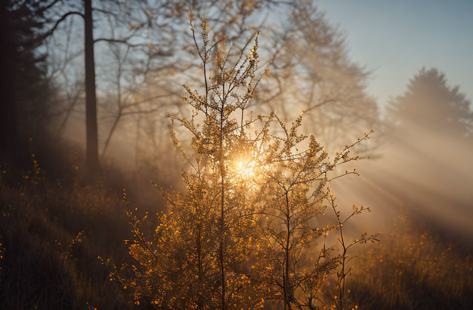 Morning Mist Illuminated by Sunrise in Tranquil Forest