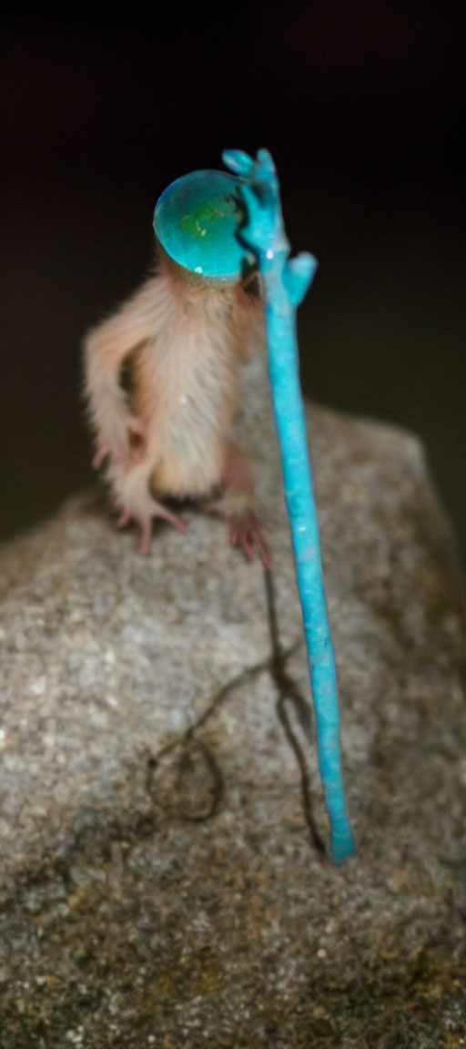 Small blue-tailed creature on rock with surreal bubble face structure