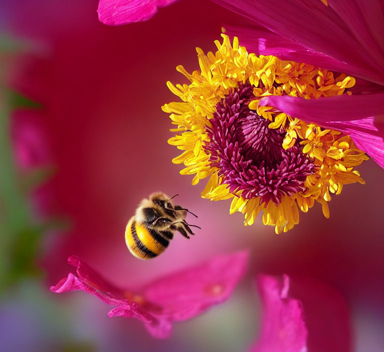Vibrant pink flower with bright yellow stamen and flying bee