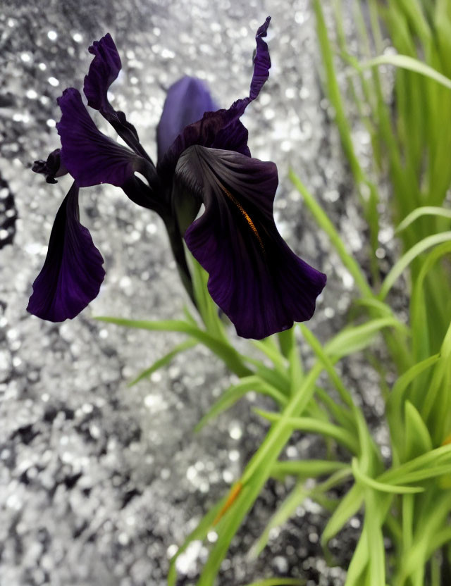 Purple iris with blurred white specks and green leaves background