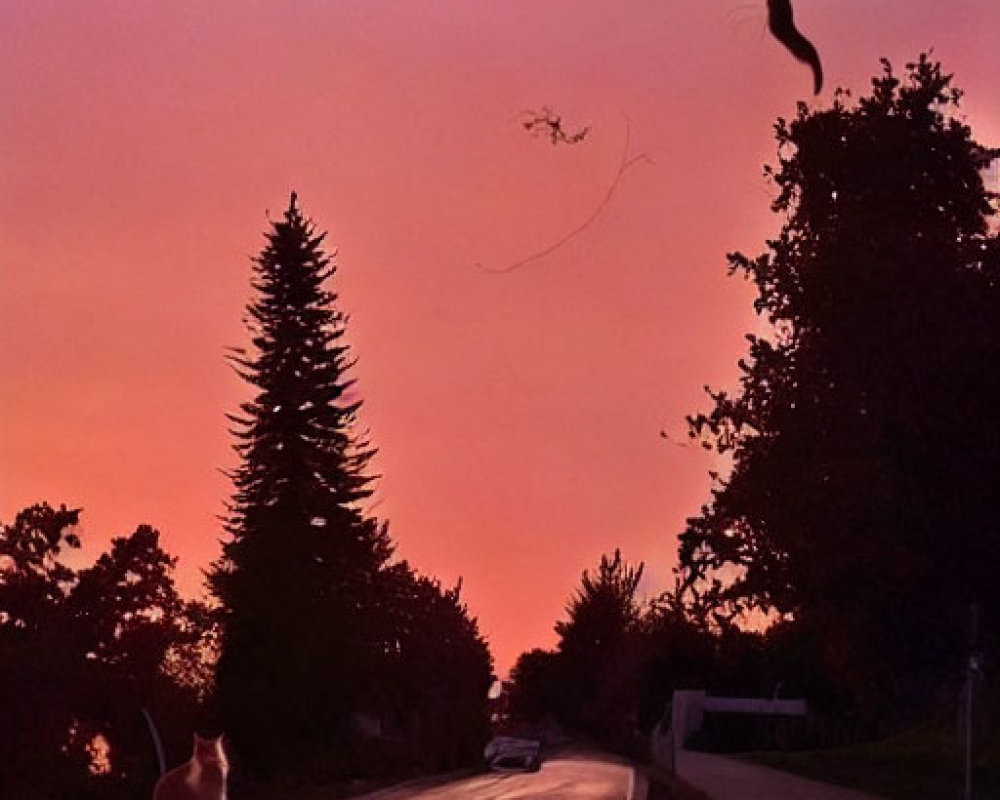 Cat sitting by roadside at twilight under vibrant pink and purple sky