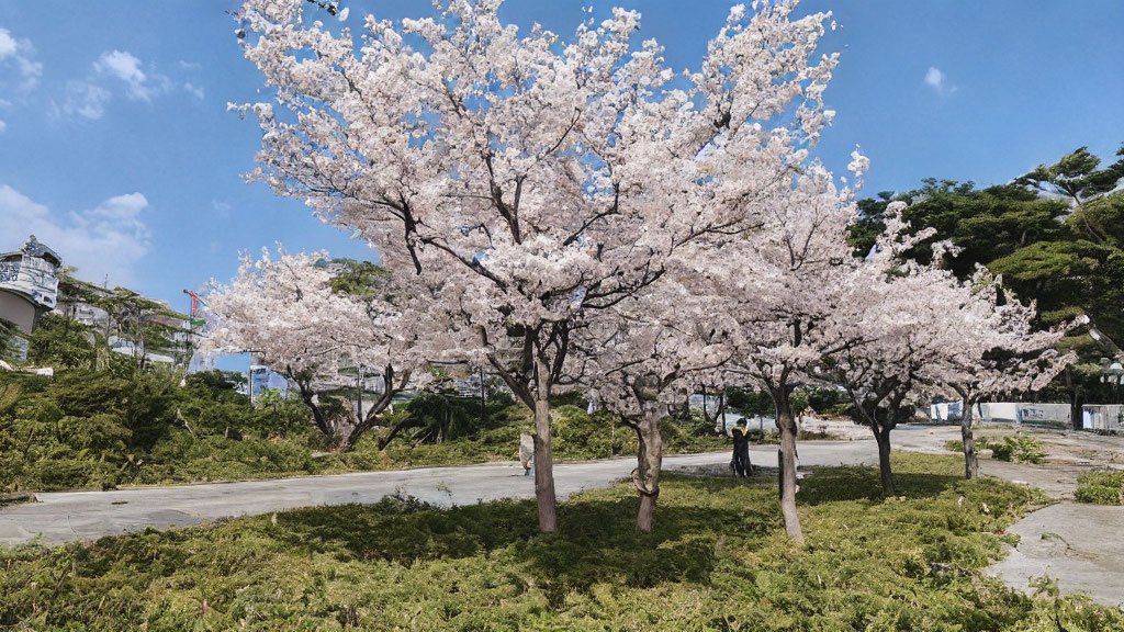 Urban park scene with blooming cherry blossom trees and clear blue sky