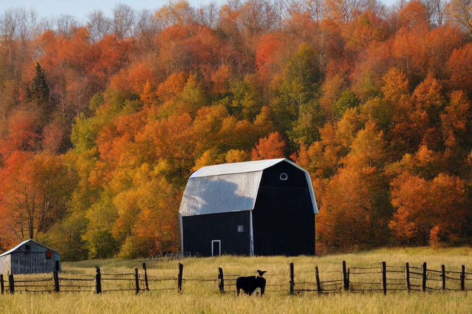 Rural landscape with black barn, shed, cow, and autumn trees