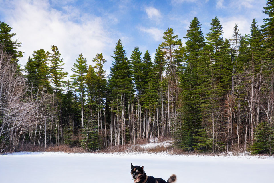 Black and Tan Dog in Snowy Landscape with Evergreen Trees