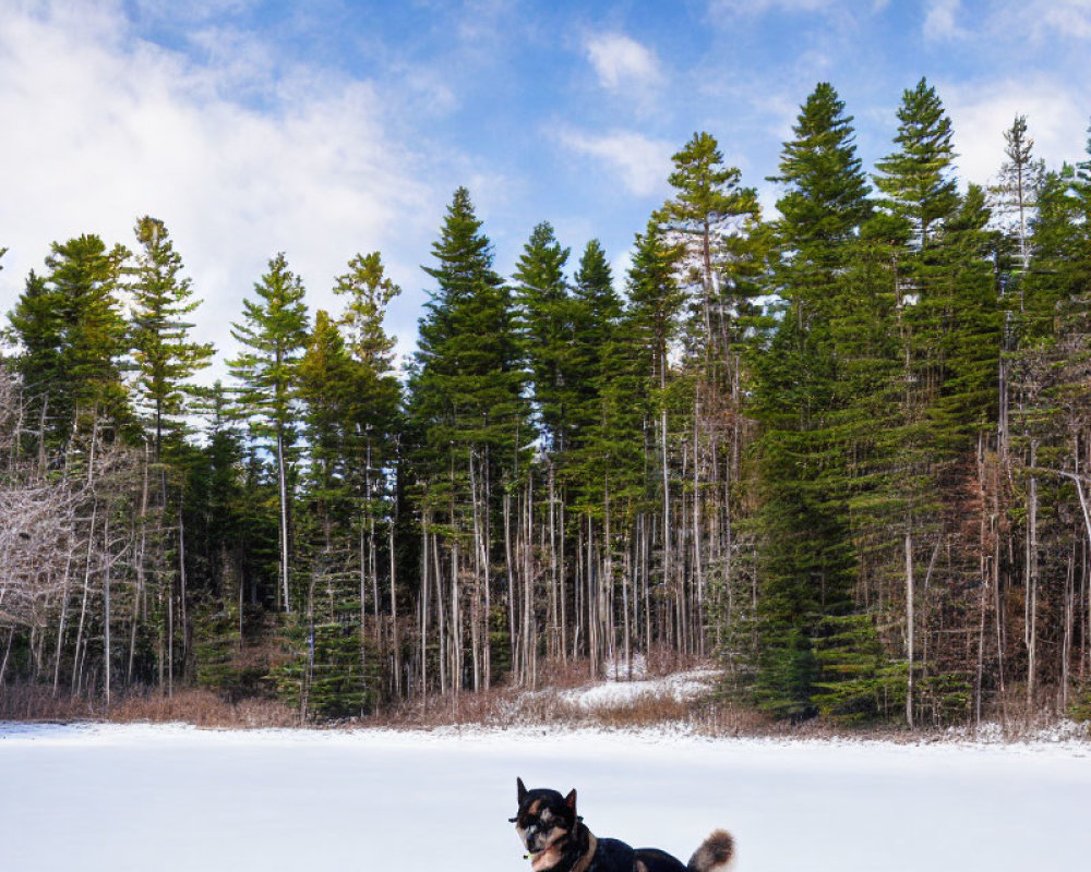 Black and Tan Dog in Snowy Landscape with Evergreen Trees