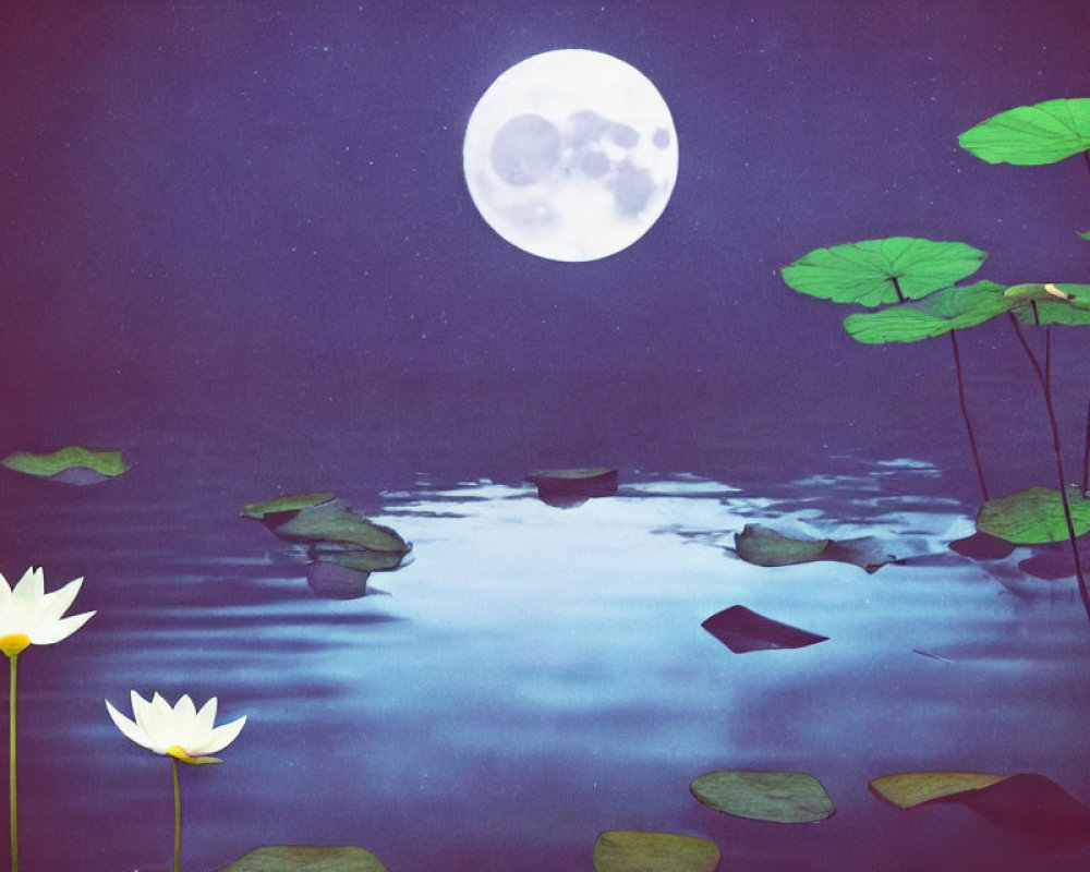 Tranquil full moon night scene with lotus leaves and white blooms