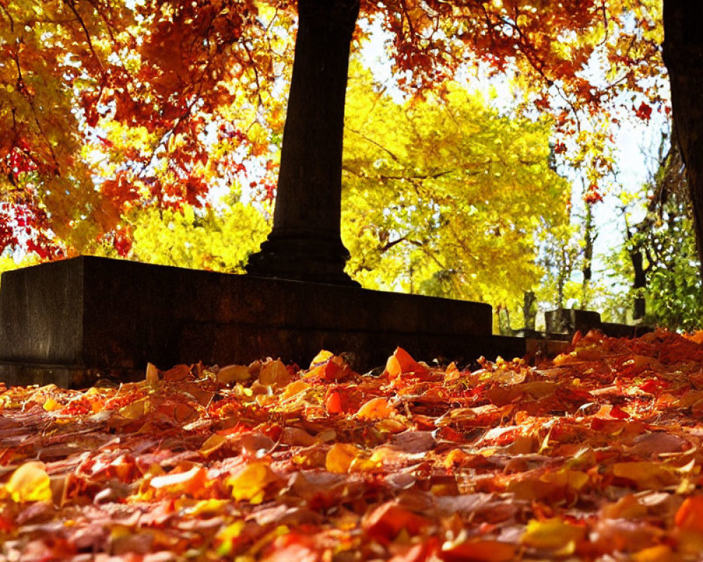 Colorful autumn leaves blanket park floor under dappled sunlight