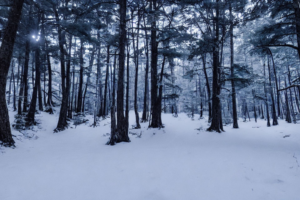 Snowy forest at twilight with tall trees and sunlight peeking through