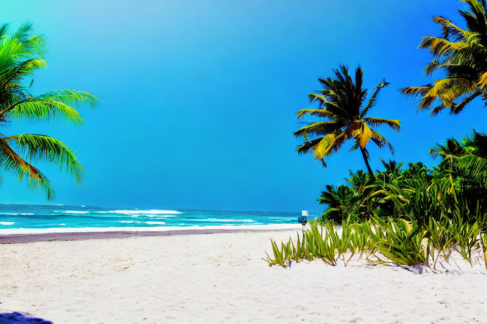 Scenic Tropical Beach with White Sand and Palm Trees