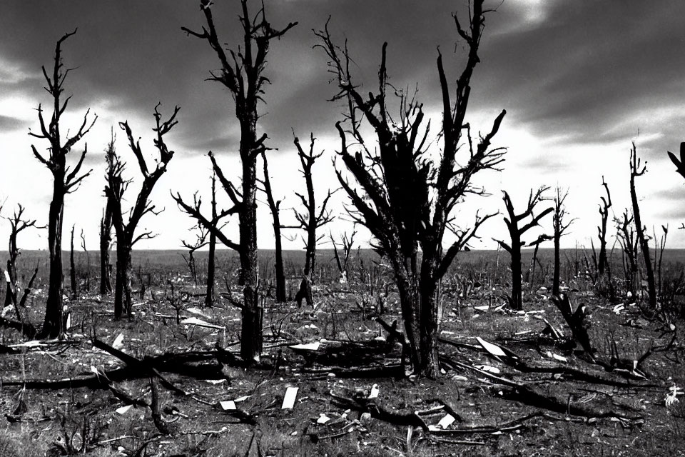 Barren Landscape with Dead Trees and Cloudy Sky