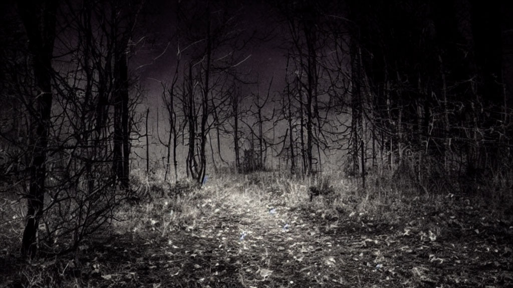 Eerie dark forest at night with barren trees and subtle path