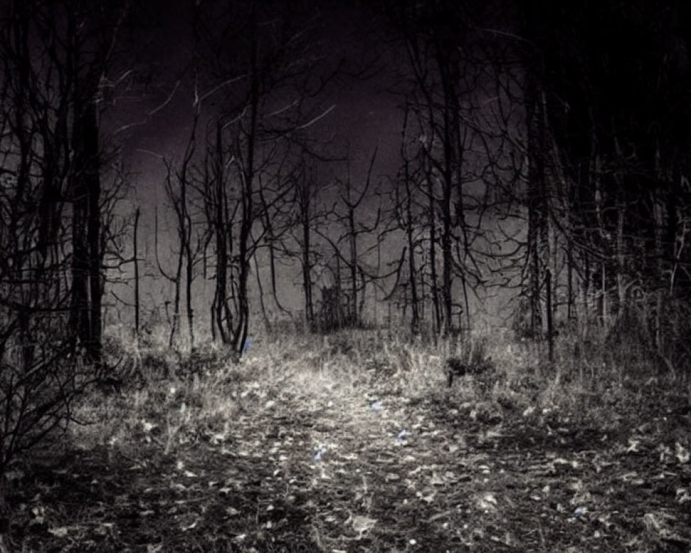 Eerie dark forest at night with barren trees and subtle path