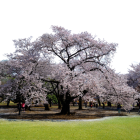 Cherry Blossoms in Full Bloom by Pond with Japanese Architecture