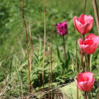 Vibrant pink and purple flowers among green reeds by tranquil water