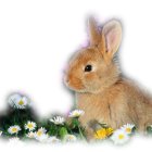 Colorful Watercolor Painting of Brown and White Rabbit Among Flowers