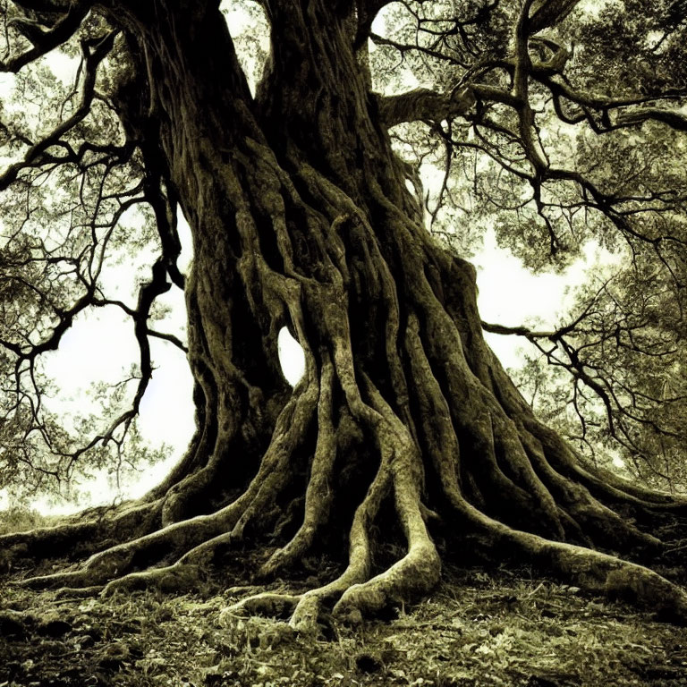 Ancient gnarled tree with massive roots and dense canopy