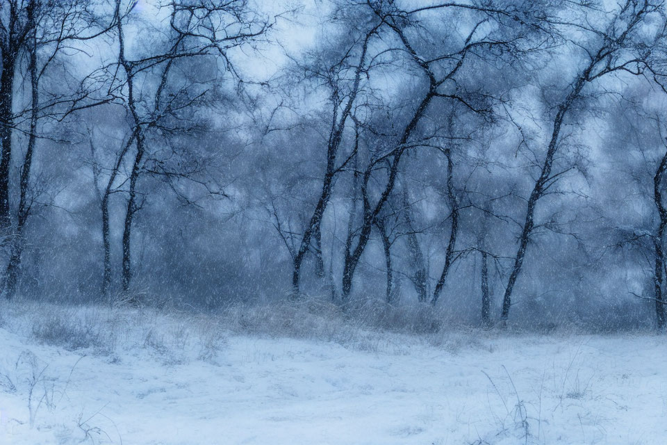 Serene forest landscape covered in snow with winding trails