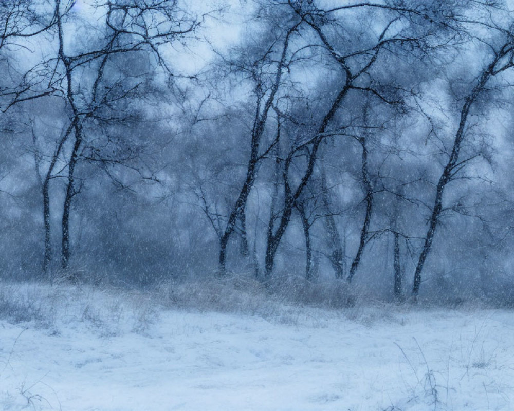 Serene forest landscape covered in snow with winding trails