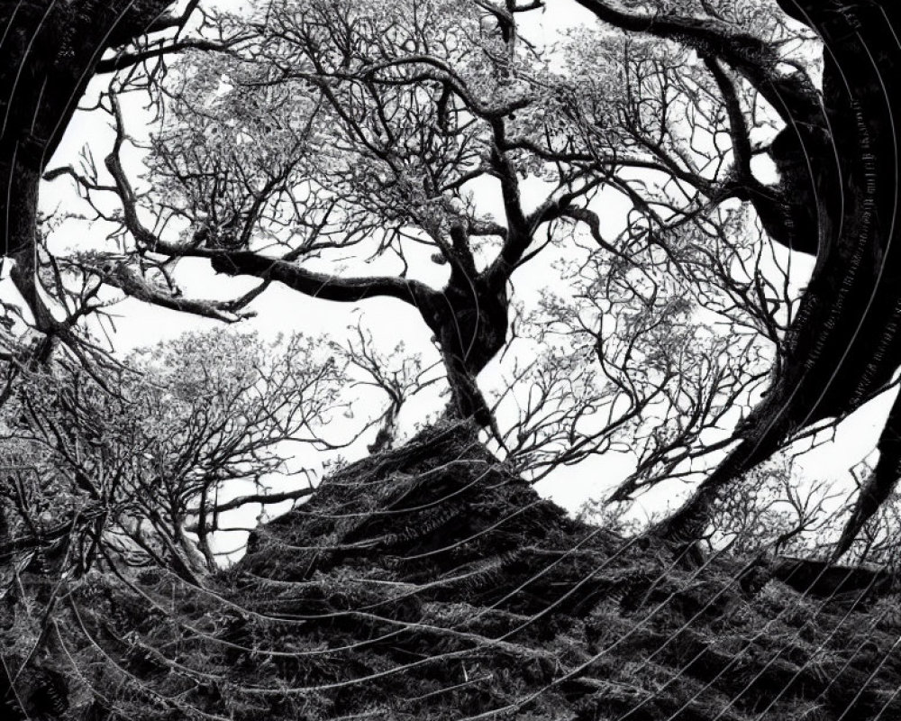 Abstract monochrome photo: bare trees seen through spider web-like circles