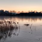 Herd of horses at water body under twilight sky with red flowers and trees