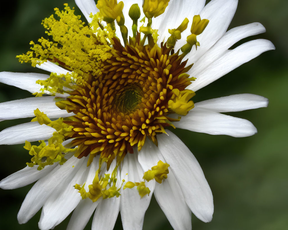 Detailed view of white and yellow flower layers and central disk florets