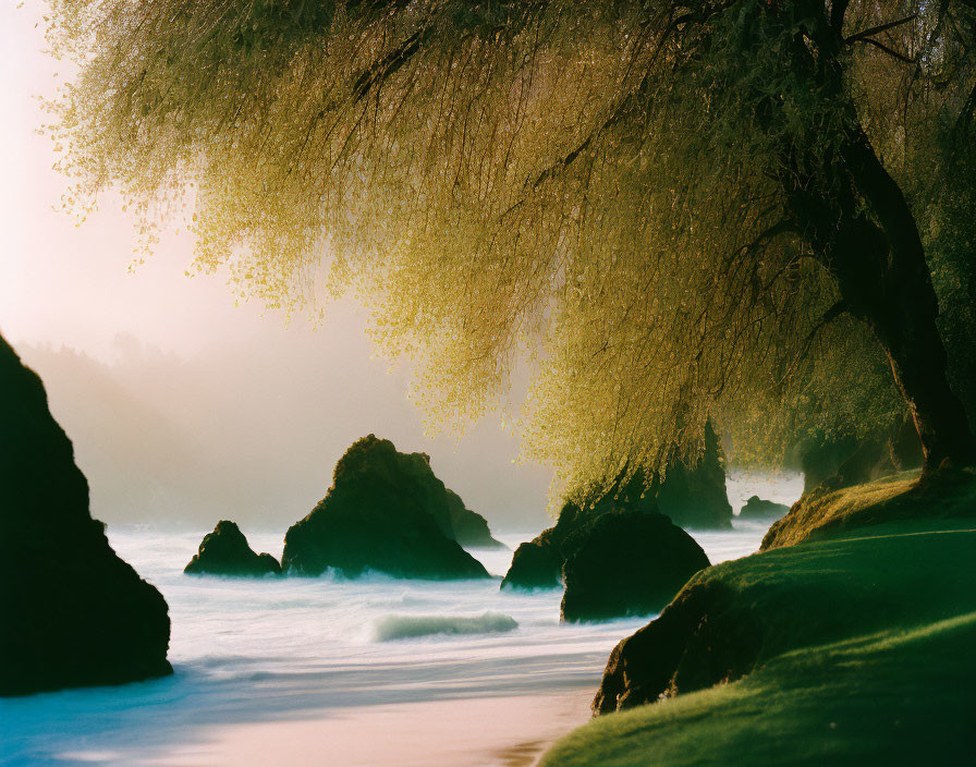 Twilight coastal landscape with weeping willow tree and rocky formations