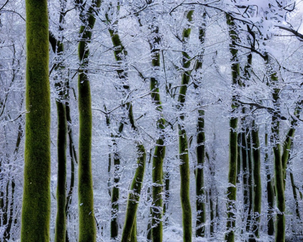 Snow-covered trees in winter forest scene with mossy green trunks against white and blue backdrop