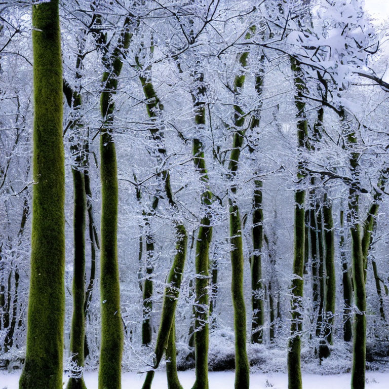 Snow-covered trees in winter forest scene with mossy green trunks against white and blue backdrop